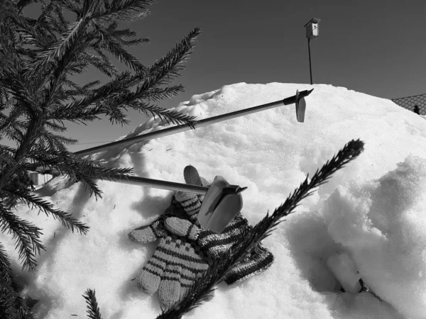 Ski gloves, skis and ski poles in the snow under the tree in winter or spring