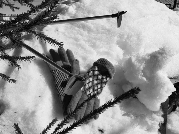 Ski gloves, skis and ski poles in the snow under the tree in winter or spring