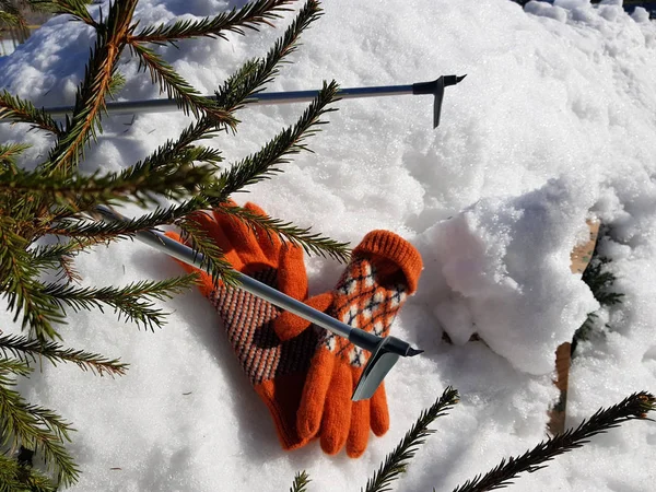 Ski gloves, skis and ski poles in the snow under the tree in winter or spring