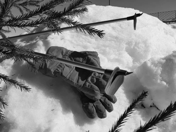 Ski gloves, skis and ski poles in the snow under the tree in winter or spring