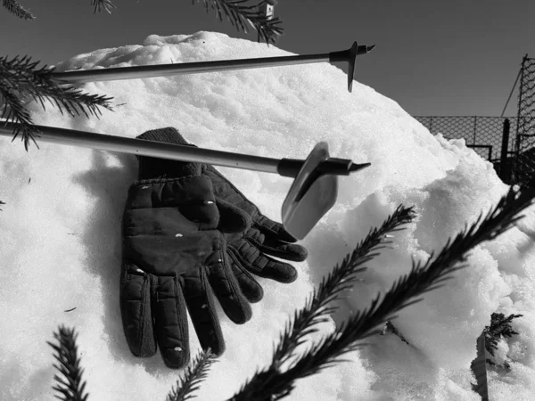 Gants, skis et bâtons de ski dans la neige sous l'arbre en hiver ou au printemps — Photo