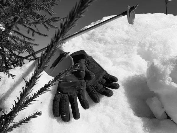 Kış veya ilkbahar aylarında ağacın altında karla kaplı Kayak eldivenleri, kayaklar ve kayak direkleri