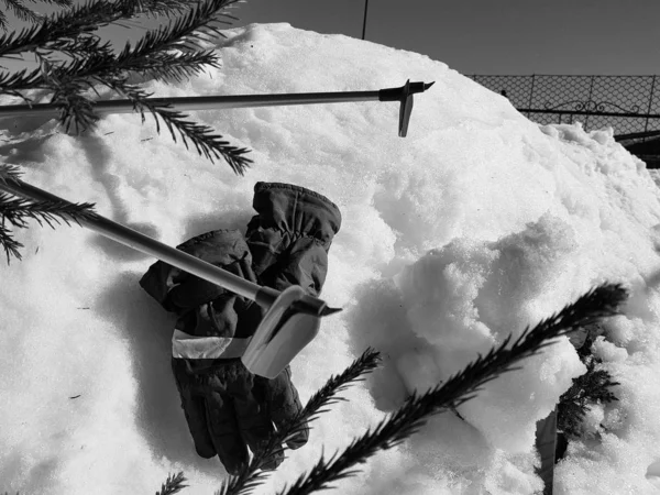 Kış veya ilkbahar aylarında ağacın altında karla kaplı Kayak eldivenleri, kayaklar ve kayak direkleri