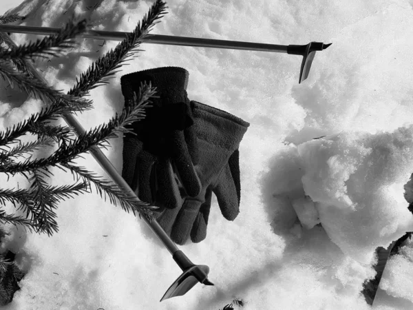 Kış veya ilkbahar aylarında ağacın altında karla kaplı Kayak eldivenleri, kayaklar ve kayak direkleri
