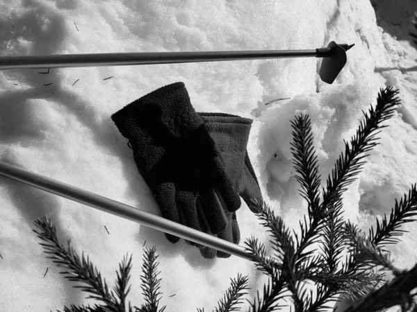 Kış veya ilkbahar aylarında ağacın altında karla kaplı Kayak eldivenleri, kayaklar ve kayak direkleri