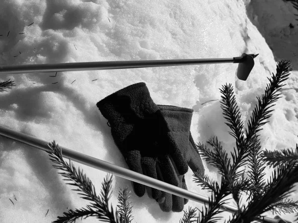 Kış veya ilkbahar aylarında ağacın altında karla kaplı Kayak eldivenleri, kayaklar ve kayak direkleri