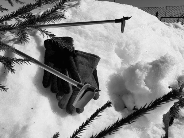 Gants, skis et bâtons de ski dans la neige sous l'arbre en hiver ou au printemps — Photo