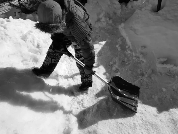 Sneeuw schop in de handen-het kind reinigt de sneeuw in de winter of de lente — Stockfoto