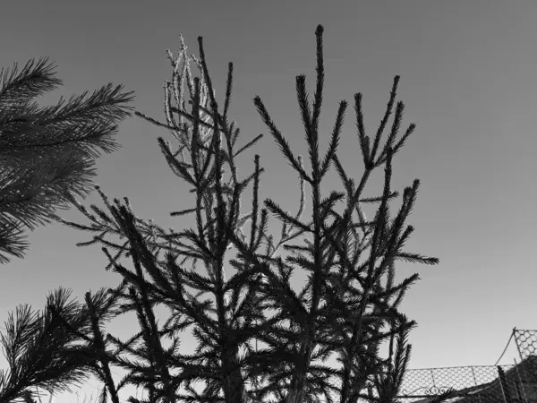 Kerstboom of Pine tegen een blauwe zonnige hemel — Stockfoto