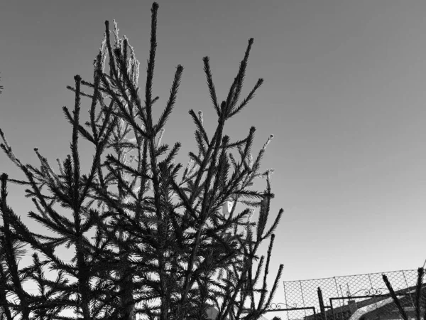 Árbol de Navidad o pino contra un cielo azul soleado — Foto de Stock