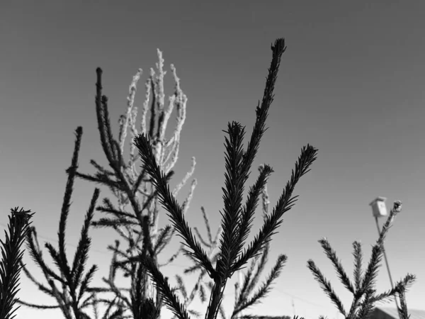Arbre de Noël ou pin contre un ciel bleu ensoleillé — Photo