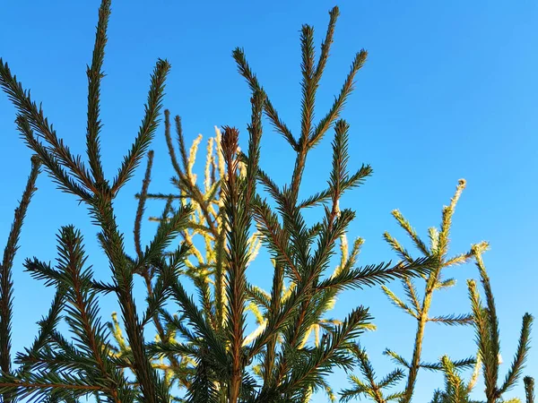 Árvore de Natal ou pinho contra um céu azul ensolarado — Fotografia de Stock