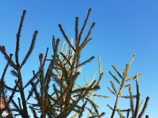 Árbol de Navidad o pino contra un cielo azul soleado — Foto de Stock