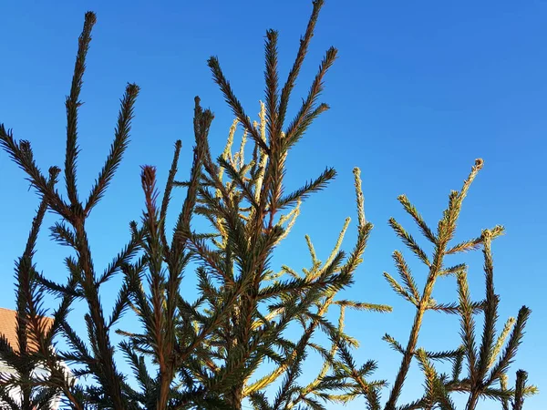 Árvore de Natal ou pinho contra um céu azul ensolarado — Fotografia de Stock