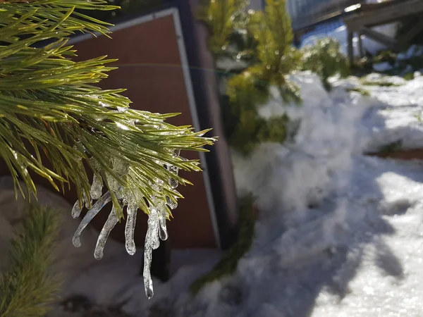 Icículos o hielo congelado en una rama de un árbol de Navidad o pino en los rayos del sol en invierno o primavera —  Fotos de Stock