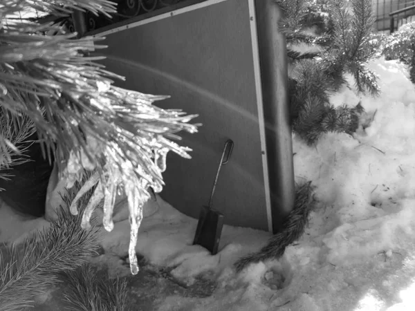 Ledovce nebo zmrzlé LED na větvi vánočního stromu nebo borovice v paprscích slunce v zimě nebo na jaře — Stock fotografie