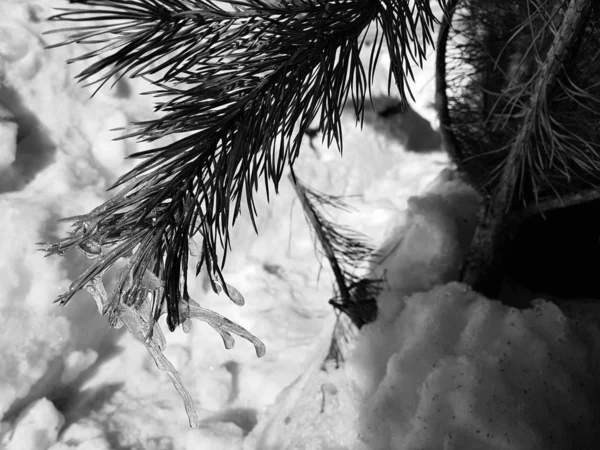 Sople lub mrożone lód na gałęzi choinki lub sosny w promieniach słońca zimą lub wiosną — Zdjęcie stockowe