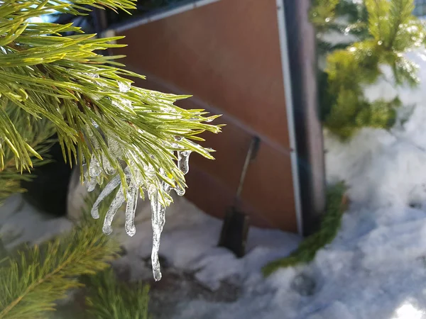 Ciclos ou gelo congelado em um galho de uma árvore de Natal ou pinho nos raios do sol no inverno ou na primavera — Fotografia de Stock