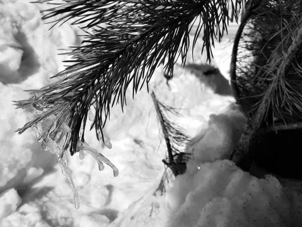 Сосульки или замороженный лед на ветке елки или сосны в лучах солнца зимой или весной — стоковое фото