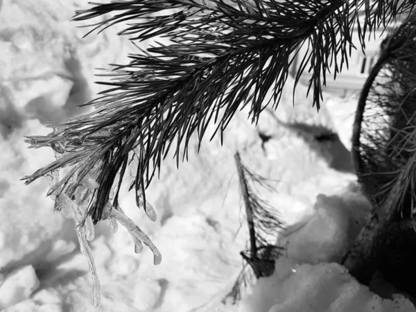 Сосульки или замороженный лед на ветке елки или сосны в лучах солнца зимой или весной — стоковое фото