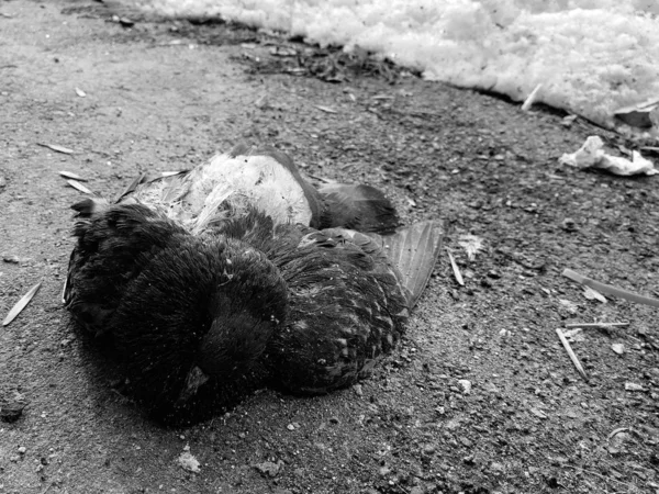 雪と壁を背景にした冬または春の家のブラインドエリアの死んだ鳩 — ストック写真