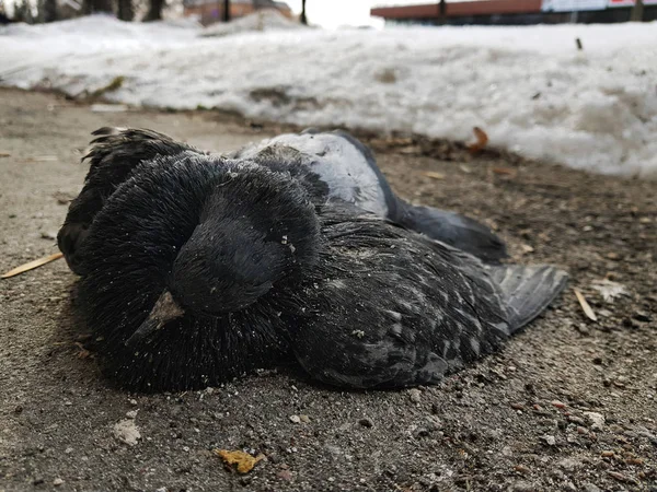 雪と壁を背景にした冬または春の家のブラインドエリアの死んだ鳩 — ストック写真