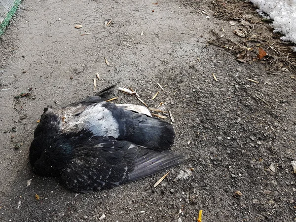 Pigeon mort dans la zone aveugle de la maison en hiver ou au printemps sur fond de neige et de mur Images De Stock Libres De Droits