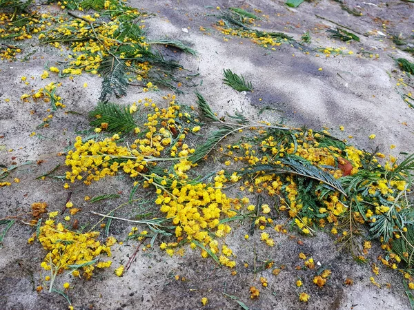 Scattered mimosa flowers in the snow and on the asphalt in winter or spring