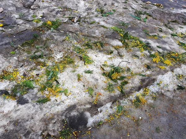 Flores esparcidas de mimosa en la nieve y en el asfalto en invierno o primavera —  Fotos de Stock