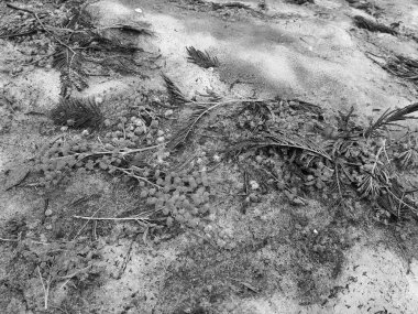 Kışın veya ilkbaharda karda ve asfaltta dağınık mimoza çiçekleri