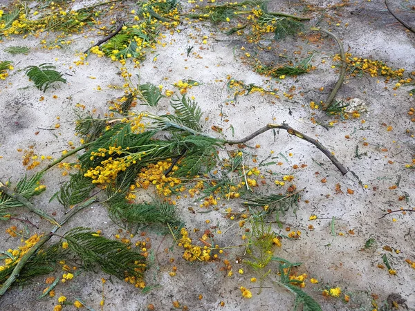 Scattered mimosa flowers in the snow and on the asphalt in winter or spring