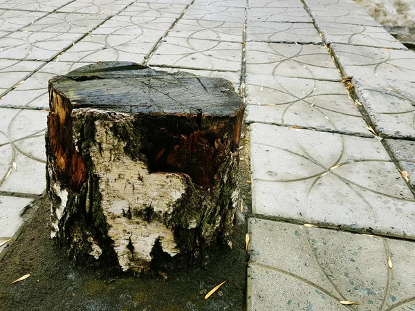 Starý dřevěný pahýl ze starého břízu na pozadí dlaždic ve městě — Stock fotografie