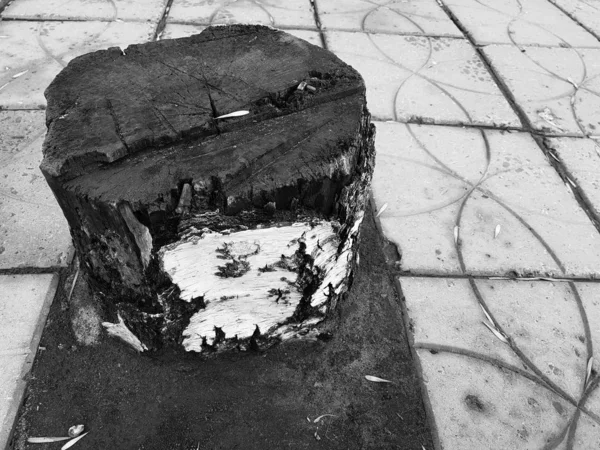 Starý dřevěný pahýl ze starého břízu na pozadí dlaždic ve městě — Stock fotografie