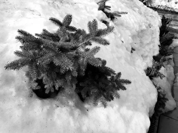 Beautiful Christmas tree and blue spruce in a snowdrift on a background of snow in winter or spring — Stock Photo, Image