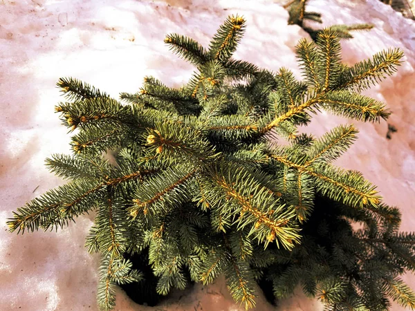겨울이나 봄에 눈의 배경에 눈 표류에 아름다운 크리스마스 트리와 푸른 가문비 나무 — 스톡 사진
