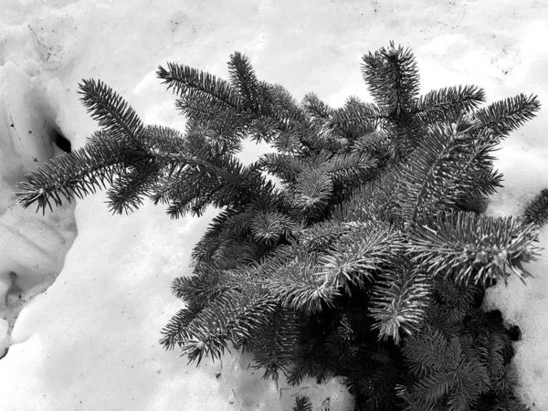 Красивая елка и синяя ель в снежном заносе на фоне снега зимой или весной — стоковое фото