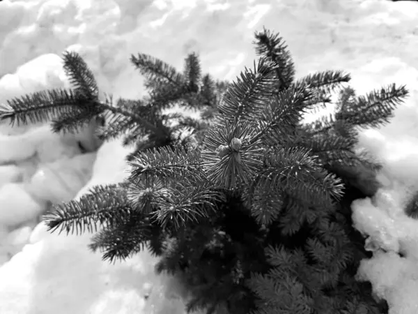 Árvore de Natal bonita e abeto azul em um snowdrift em um fundo de neve no inverno ou na primavera — Fotografia de Stock