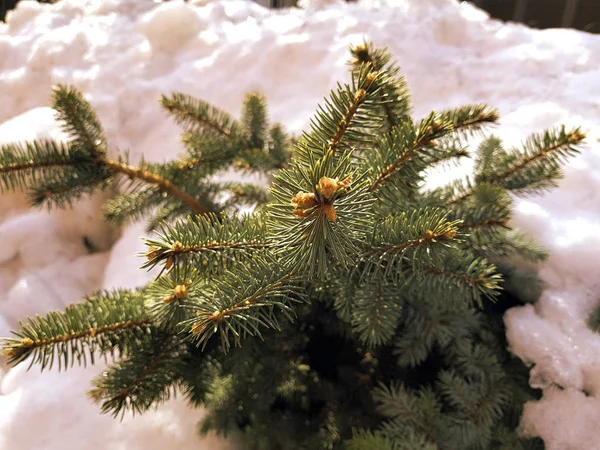 Árvore de Natal bonita e abeto azul em um snowdrift em um fundo de neve no inverno ou na primavera — Fotografia de Stock