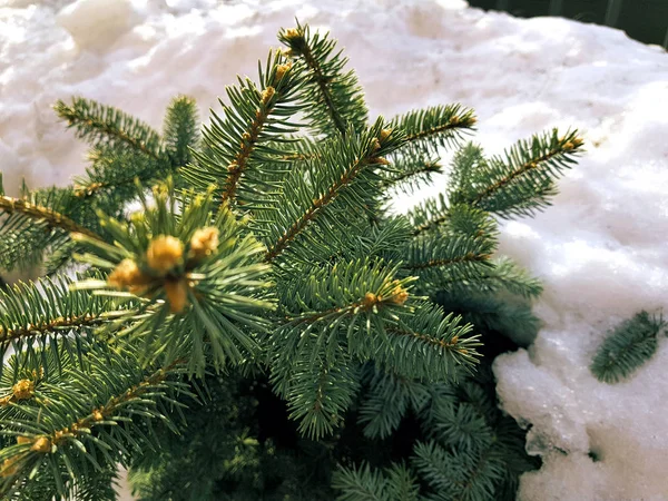 Piękna choinka i niebieski świerk w snowdrift na tle śniegu zimą lub wiosną — Zdjęcie stockowe