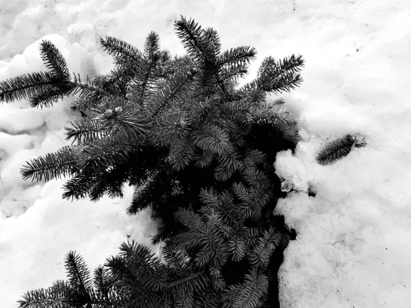 Árvore de Natal bonita e abeto azul em um snowdrift em um fundo de neve no inverno ou na primavera — Fotografia de Stock