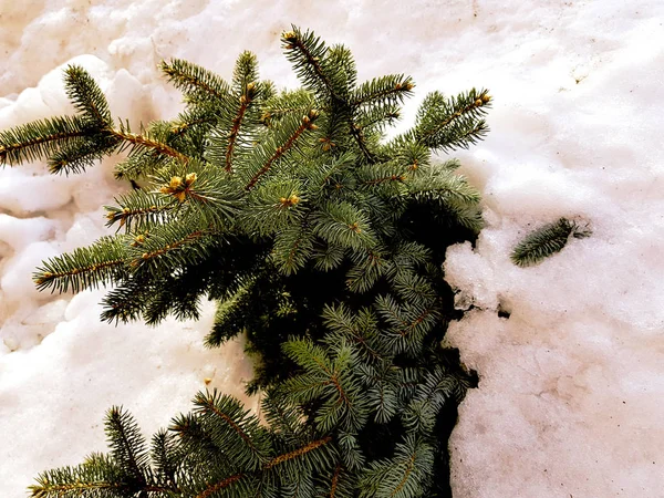 Прекрасна ялинка і синя ялина в снігоході на тлі снігу взимку або навесні — стокове фото