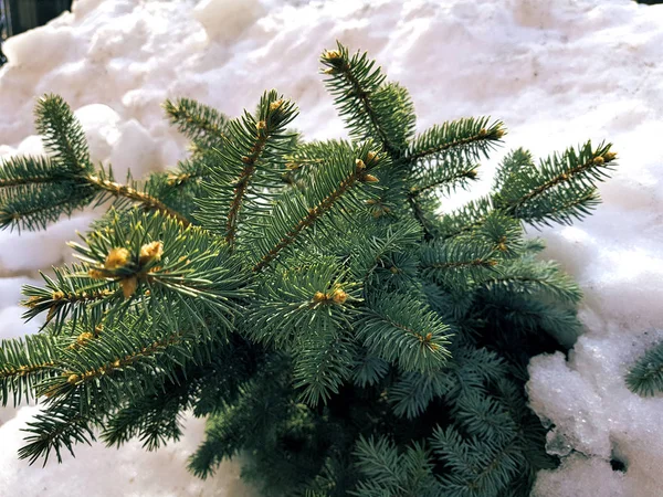 Piękna choinka i niebieski świerk w snowdrift na tle śniegu zimą lub wiosną — Zdjęcie stockowe