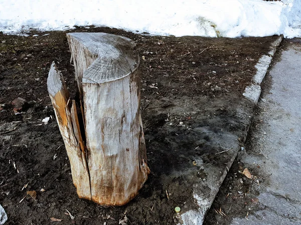 Starý pahýl nebo řez ze stromu na pozadí tajícího sněhu a hlíny na jaře nebo v zimě — Stock fotografie