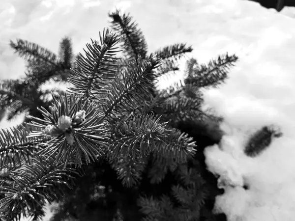Piękna choinka i niebieski świerk w snowdrift na tle śniegu zimą lub wiosną — Zdjęcie stockowe