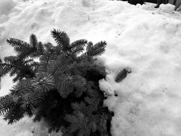 Piękna choinka i niebieski świerk w snowdrift na tle śniegu zimą lub wiosną — Zdjęcie stockowe