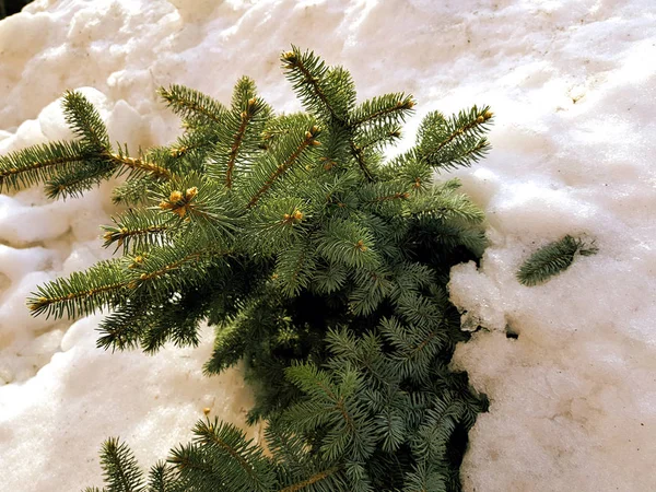 Krásný vánoční stromek a Modrý smrk ve sněhové závěji na pozadí sněhu v zimě nebo na jaře — Stock fotografie