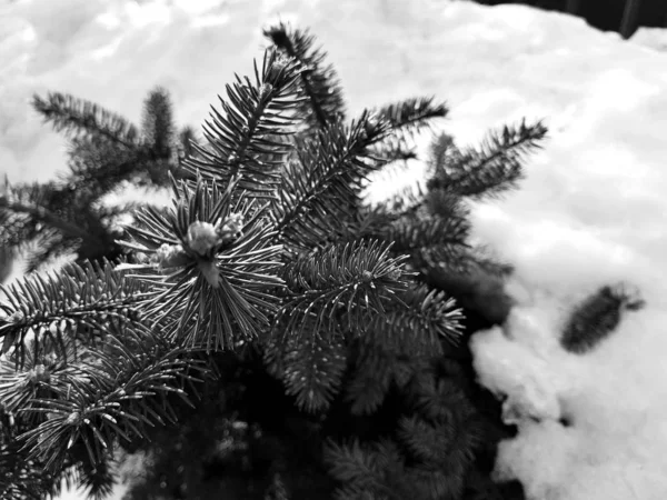 Árvore de Natal bonita e abeto azul em um snowdrift em um fundo de neve no inverno ou na primavera — Fotografia de Stock