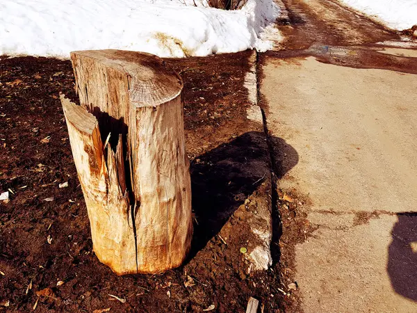 Starý pahýl nebo řez ze stromu na pozadí tajícího sněhu a hlíny na jaře nebo v zimě — Stock fotografie