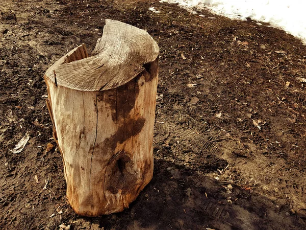 Un vecchio ceppo o tagliato da un albero su uno sfondo di neve e terra in fusione in primavera o in inverno — Foto Stock