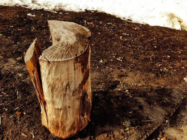 An old stump or cut from a tree against a background of melting snow and earth in spring or winter